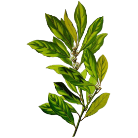 Hydrolat de Laurier Noble bio (Laurus nobilis)