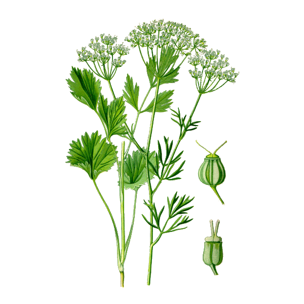 Anis Vert en gélules