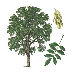 Frêne feuille BIO en gélules (Fraxinus excelsior)