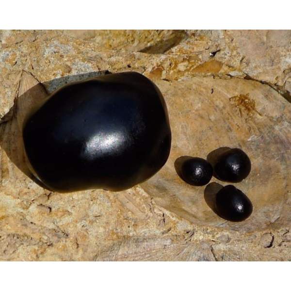 Shiljit extrait en gélules Pullulan (Larmes de l'Himalaya)