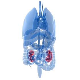 Mélange de plantes médicinales U-Reno (voies urinaires & prostate)
