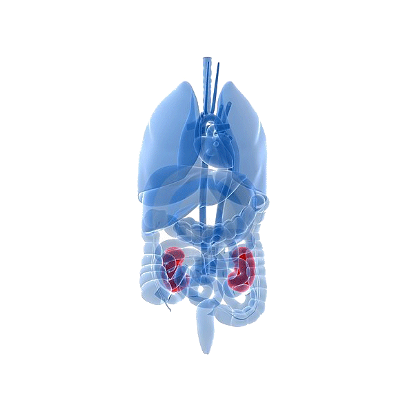 Mélange de plantes médicinales U-Reno (voies urinaires & prostate)