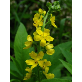Aigremoine BIO en gélules (Agrimonia eupatoria)