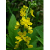 Aigremoine BIO en gélules (Agrimonia eupatoria)