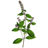 Huile essentielle Menthe Poivrée bio (Mentha piperita)