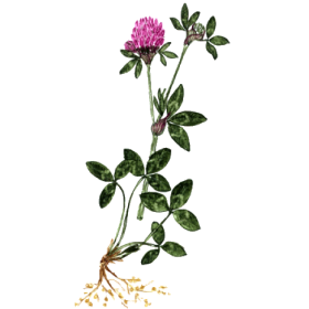 Trèfle Rouge BIO en gélules (Trifolium pratense)