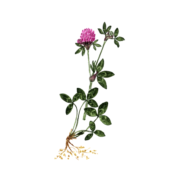 Trèfle Rouge BIO en gélules (Trifolium pratense)