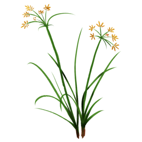 Souchet rond en gélules Pullulan (Cyperus rotundus)
