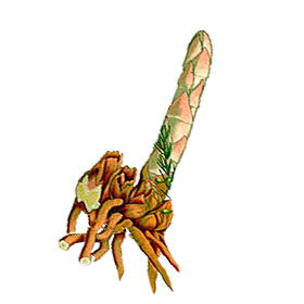 Shatavari Bio en gélules (stimulant libido, confort féminin)