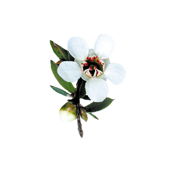 Huile essentielle Manuka sauvage (Leptospermum scoparium)