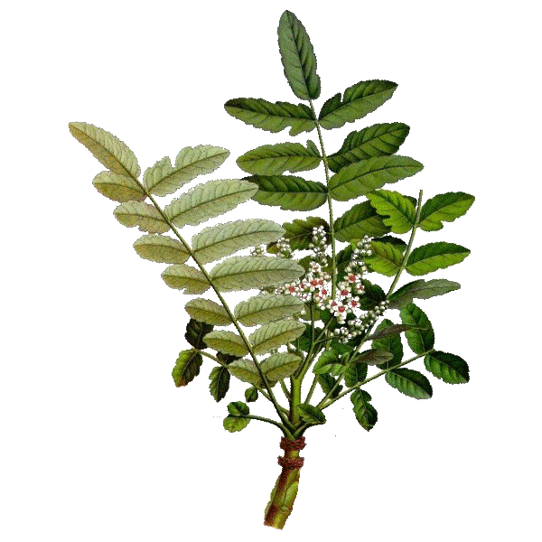 Boswellia Bio extrait 30% en gélules, anti-inflammatoire naturel