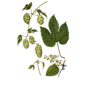 Houblon BIO en gélules (Humulus lupulus)