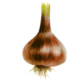 Ail Noir en gélules Pullulan