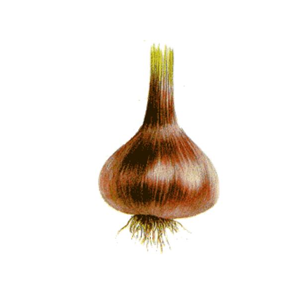 Ail Noir en gélules Pullulan