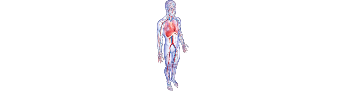 Circulation veineuse