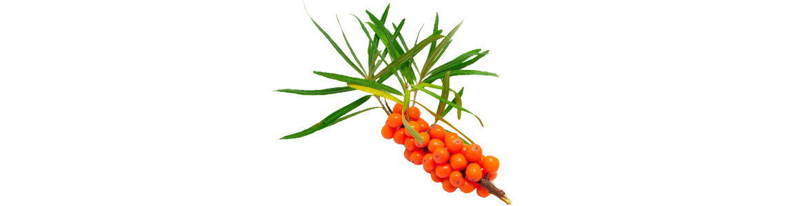 Plantes à Vitamines