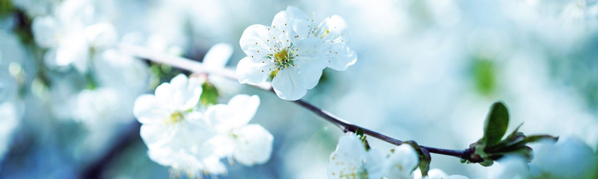 Thème Prestashop Universal