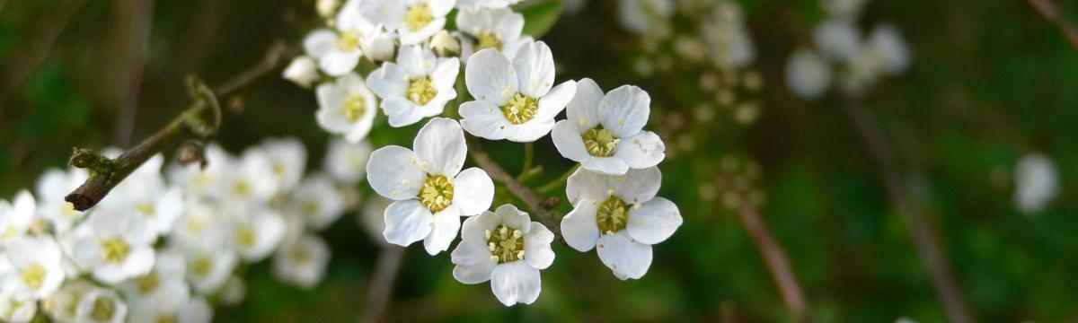 Thème Prestashop Universal